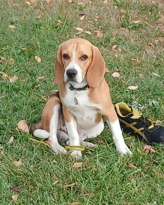 Beagle