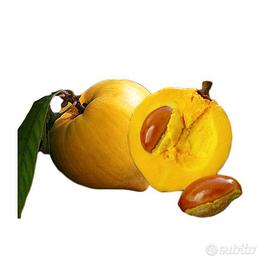 Piantina di Canistel