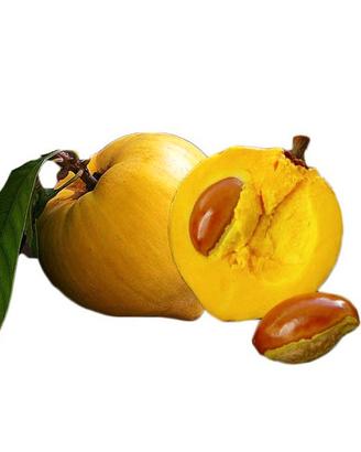 Piantina di Canistel