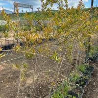 Piante di melograno wonderful