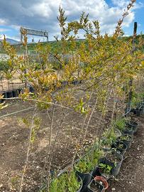 Piante di melograno wonderful