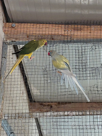 Parrocchetti dal collare