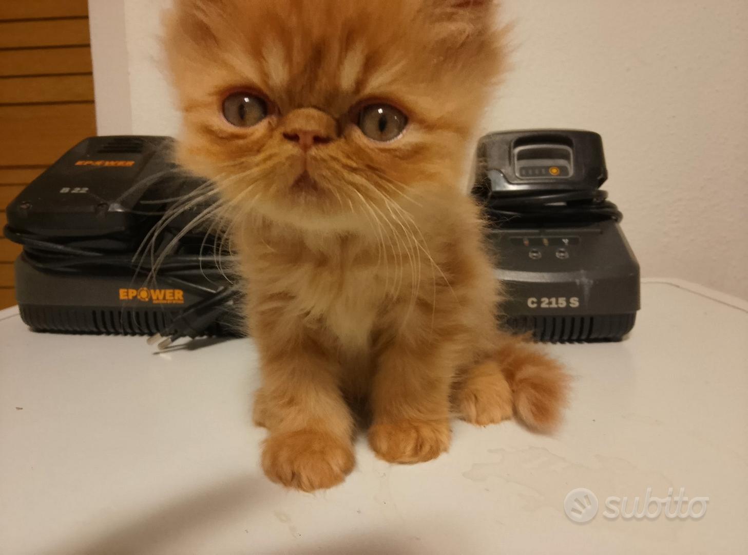 Gatto persiano maschio cucciolo