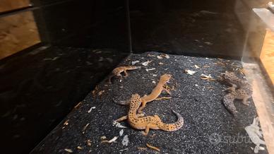 Gechi leopardini