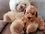 Immagine 4