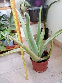 Aloe Vera Barbadensis grande o piccole