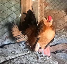 Galline barbuta d'anversa