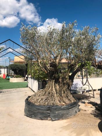 Ulivo bonsai ultra secolare usato  Salerno