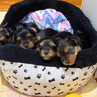 Cuccioli Yorkshire ?