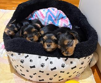 Cuccioli Yorkshire ?