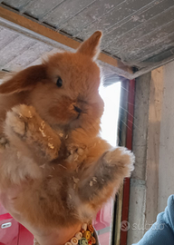 Cuccioli conigli ariete