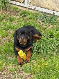 Cucciola rottweiler