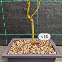 Bonsai Salice Contorto (Salix matsudana) 159