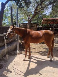 Cavallo Arabo