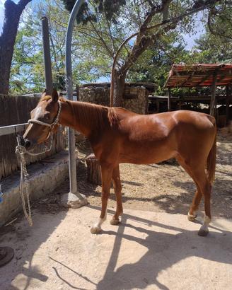 Cavallo Arabo
