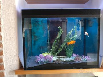 ACQUARIO 