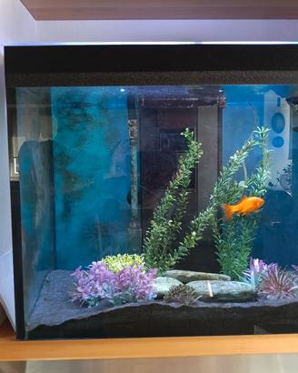 ACQUARIO 