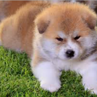 Akita inu con pedigree enci