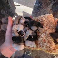 Mus musculus topini colorati