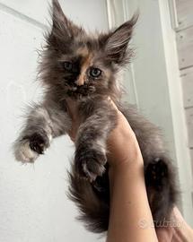 Maine Coon