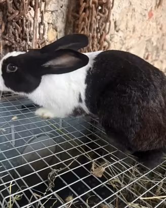 Coniglio di 5 mesi maschio pezzato