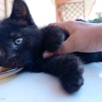 Gattini British color total blak o chocolate