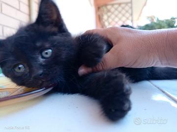 Gattini British color total blak o chocolate