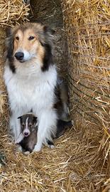 Collie scozzese a pelo lungo