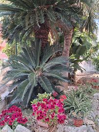 Alcamo, monolocale  