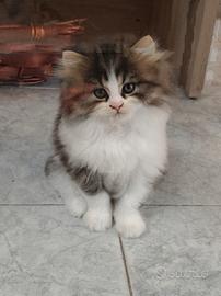 Gattini persiani