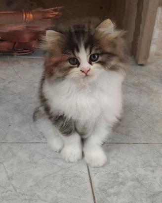 Gattini persiani