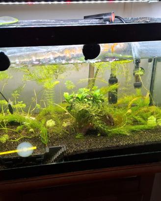 Acquario 40lt completo di accessori