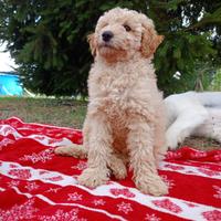 Cuccioli di Barboncino Nano