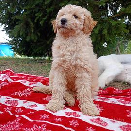 Cuccioli di Barboncino Nano