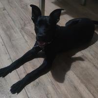 bellisimo maticcio ( incrocio labrador e amstaff