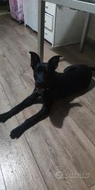 bellisimo maticcio ( incrocio labrador e amstaff