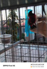 Cardinalino del Venezuela