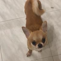 Chihuahua
