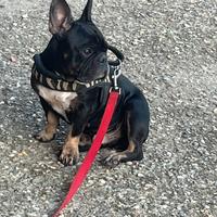 Compagna per accoppiamento