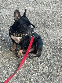 Compagna per accoppiamento