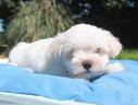 cucciolo-maltese-bianco-di-2-mesi