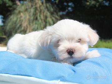 Cucciolo Maltese bianco di 2 mesi