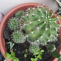  pollone di echinopsis 