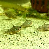 Corydoras paleatus