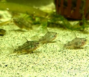 Corydoras paleatus