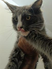 Cuccioli Maine coon