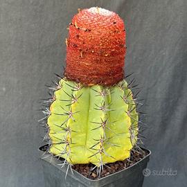 Melocactus Bahiensis 