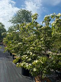 Cornus kousa pianta singola