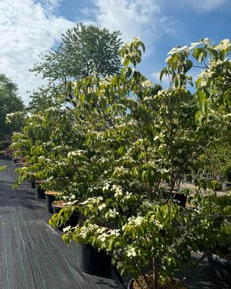 Cornus kousa pianta singola