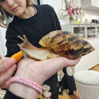 Lumache ,ciocciole Achatina
